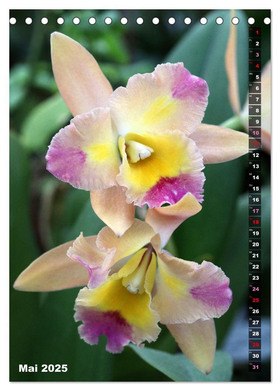 Bild: 9783435882557 | Freude an Orchideen (Tischkalender 2025 DIN A5 hoch), CALVENDO...