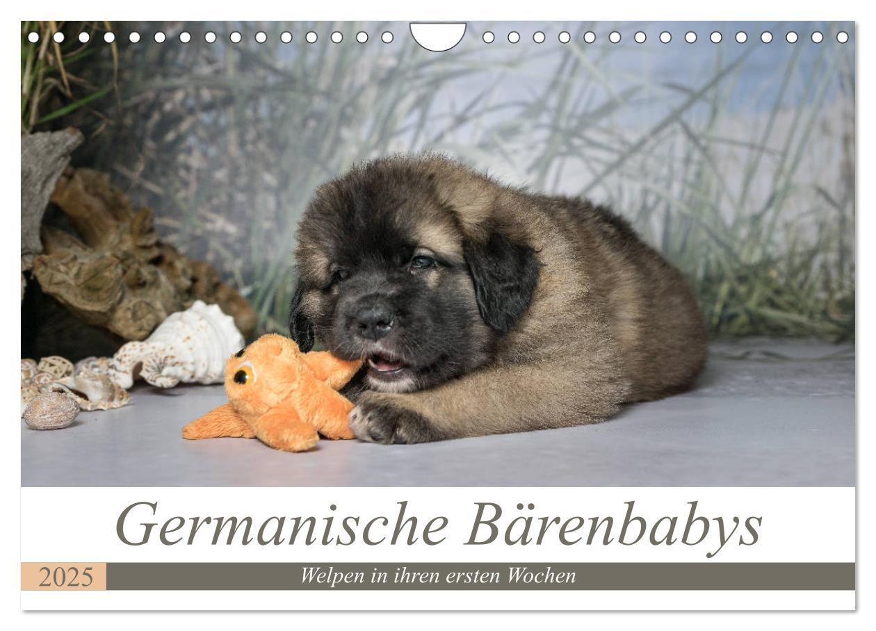 Cover: 9783435330867 | Germanische Bärenbabys (Wandkalender 2025 DIN A4 quer), CALVENDO...