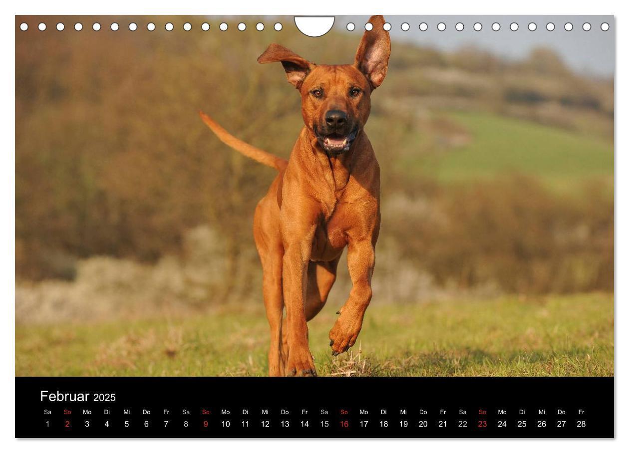 Bild: 9783435760107 | Rhodesian Ridgeback 2025 (Wandkalender 2025 DIN A4 quer), CALVENDO...