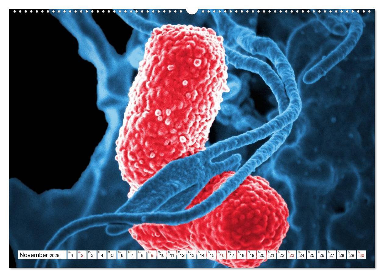 Bild: 9783435474097 | Mikrobiologie. Mikroorganismen, Genetik und Zellen (hochwertiger...