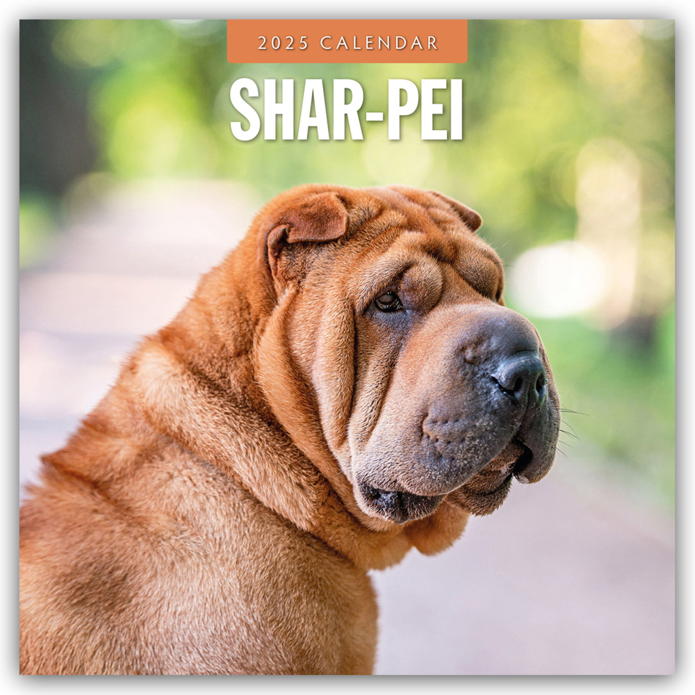 Cover: 9781804425084 | Shar-Pei - Chinesischer Faltenhund 2025 - 16-Monatskalender | Red