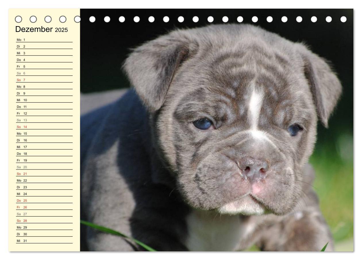 Bild: 9783435533497 | Bulldoggen-Moppelchen (Tischkalender 2025 DIN A5 quer), CALVENDO...