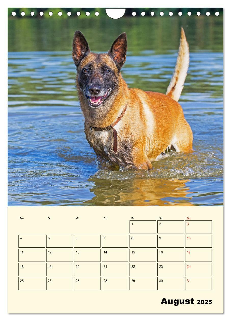 Bild: 9783435959143 | Familienplaner Tausendsassa Malinois (Wandkalender 2025 DIN A4...