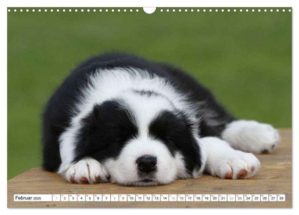 Bild: 9783435833665 | Border Collie Welpen (Wandkalender 2025 DIN A3 quer), CALVENDO...