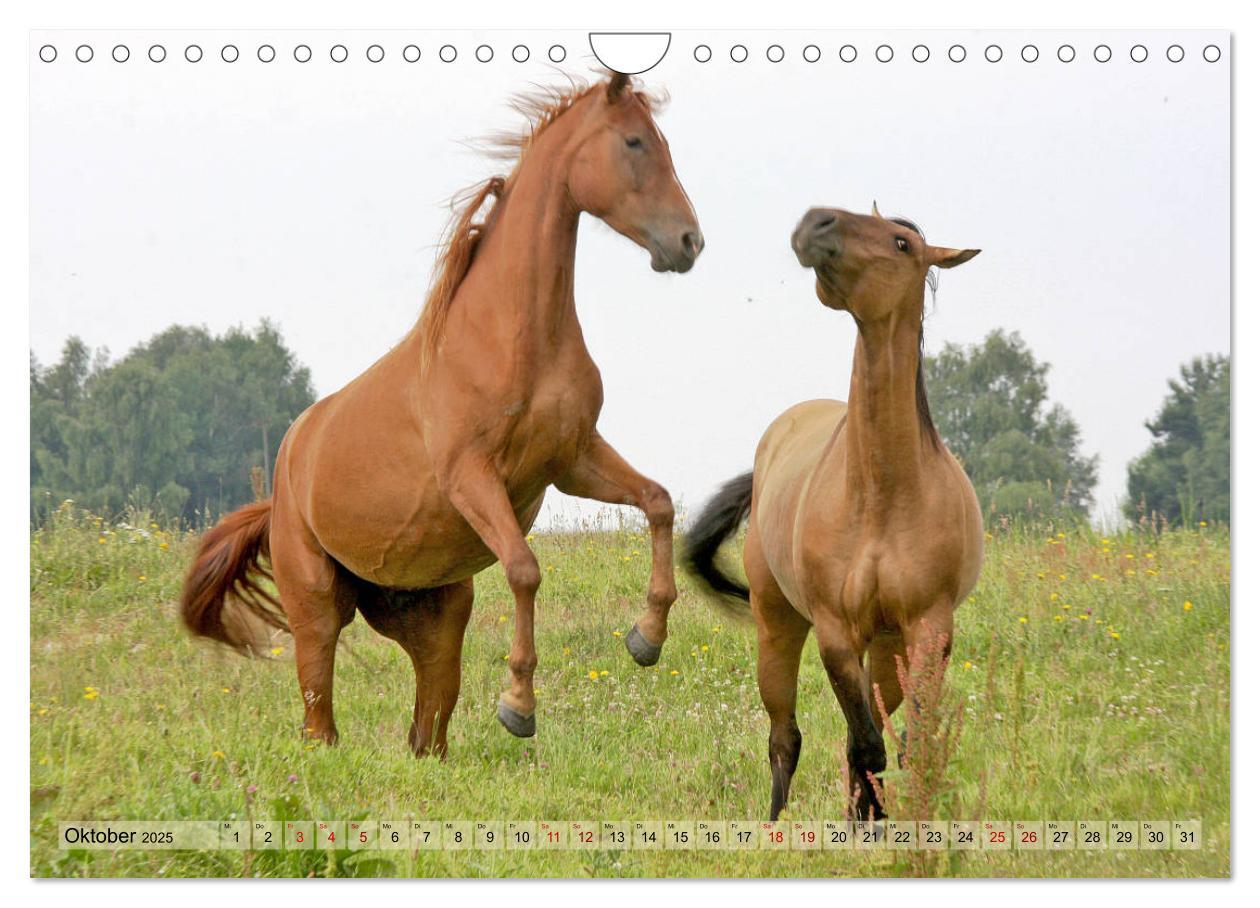 Bild: 9783435412143 | Quarter Horses - Die größte Zuchtbuchrasse der Welt (Wandkalender...