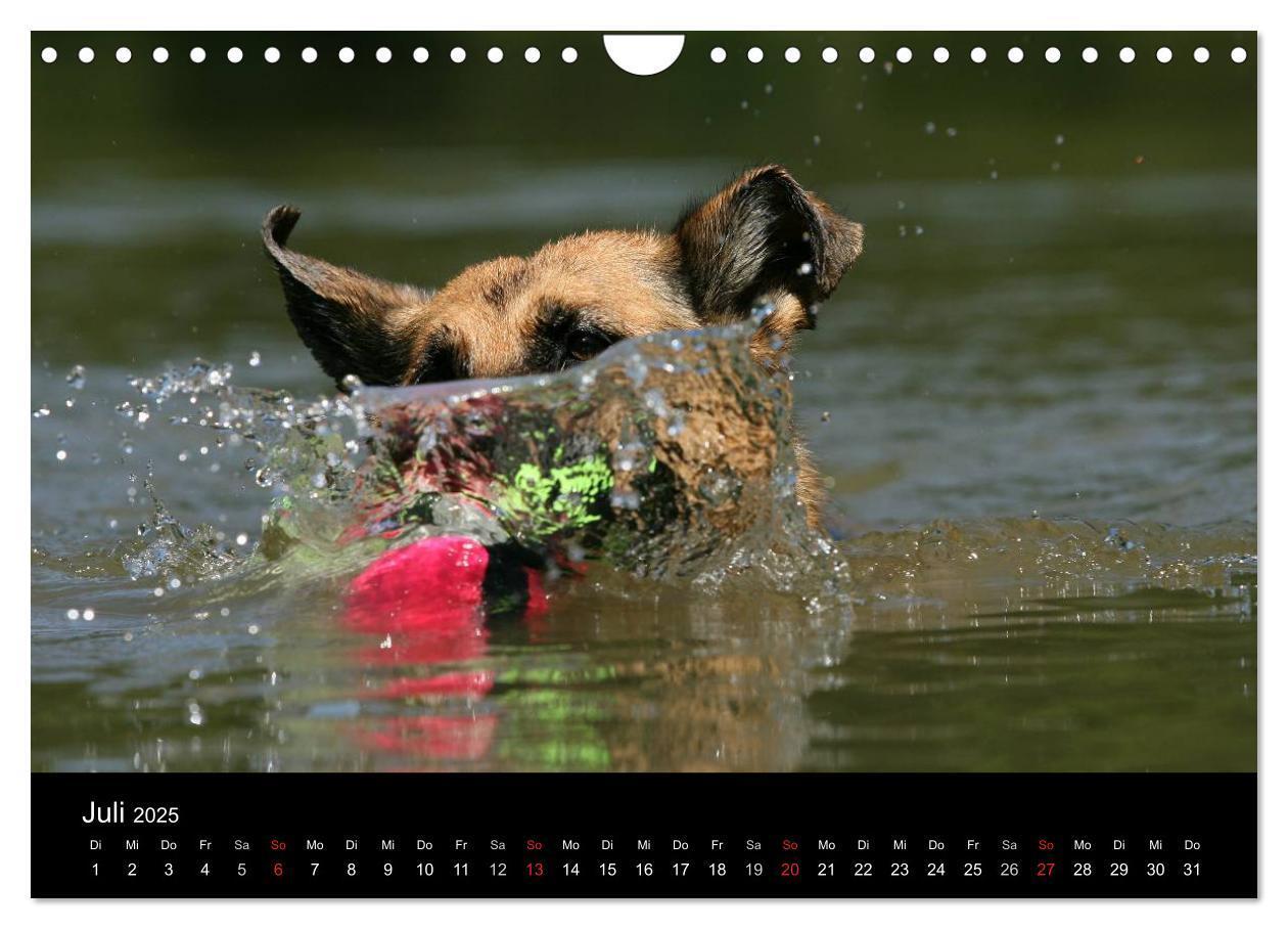 Bild: 9783435784011 | Mit dem Deutschen Schäferhund durch's Jahr (Wandkalender 2025 DIN...