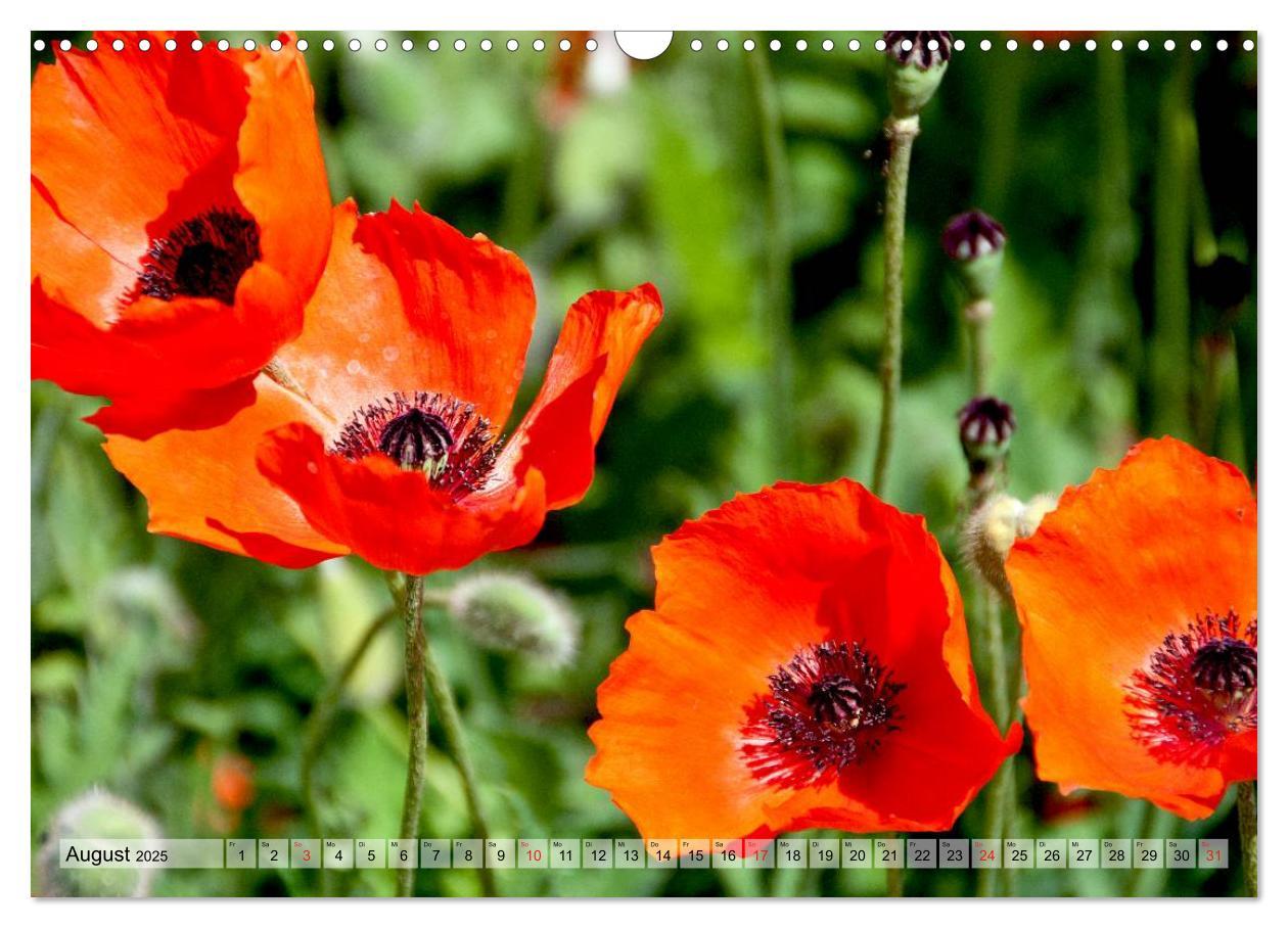 Bild: 9783435829125 | Voll Mohn (Wandkalender 2025 DIN A3 quer), CALVENDO Monatskalender