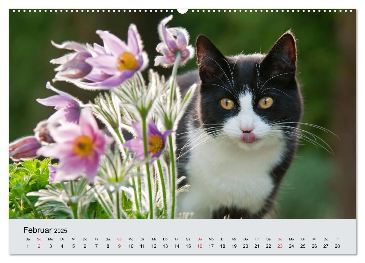 Bild: 9783435811809 | Katzen im Garten (Wandkalender 2025 DIN A2 quer), CALVENDO...