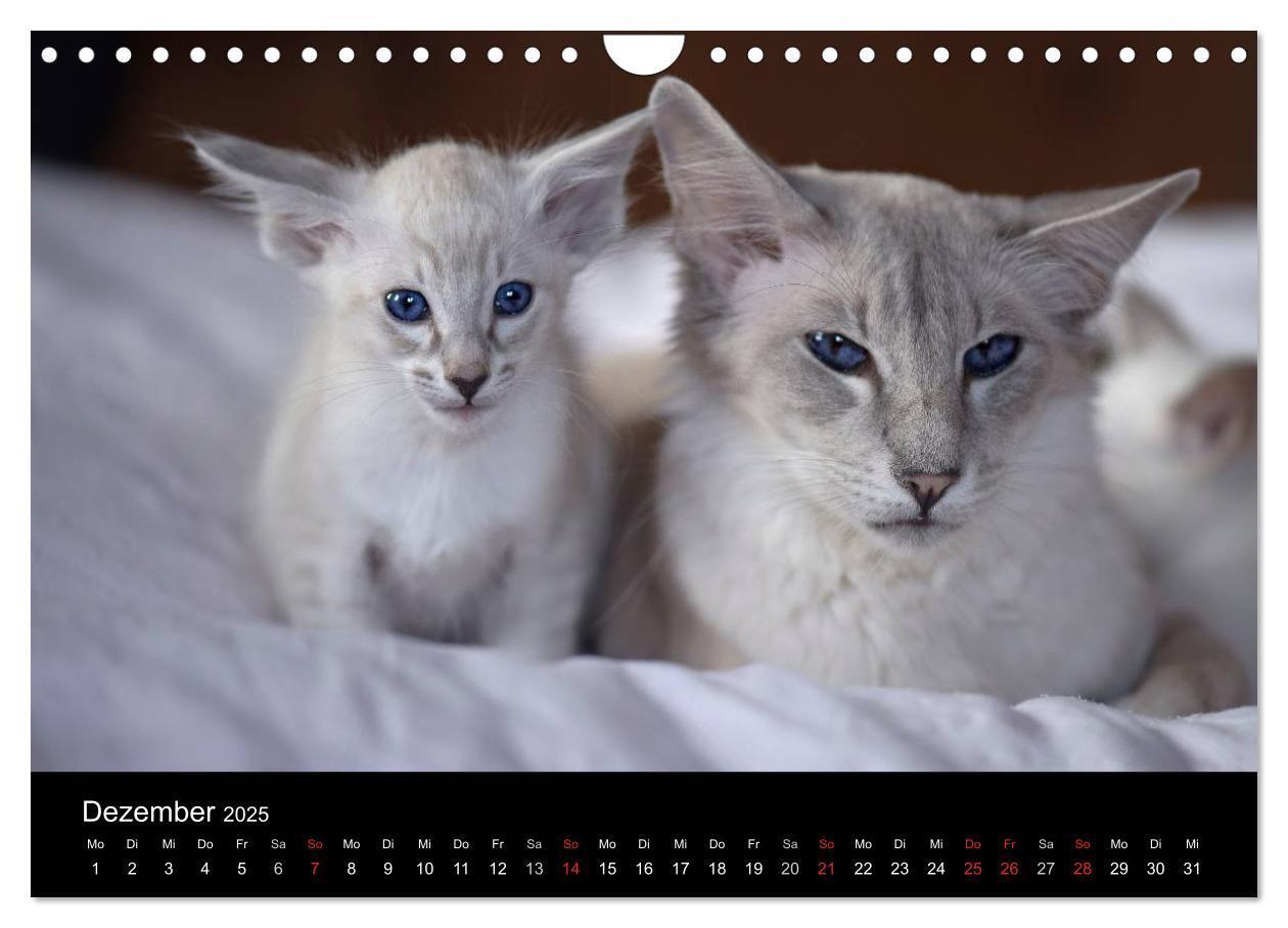 Bild: 9783435730070 | Orientalische Katzen (Wandkalender 2025 DIN A4 quer), CALVENDO...