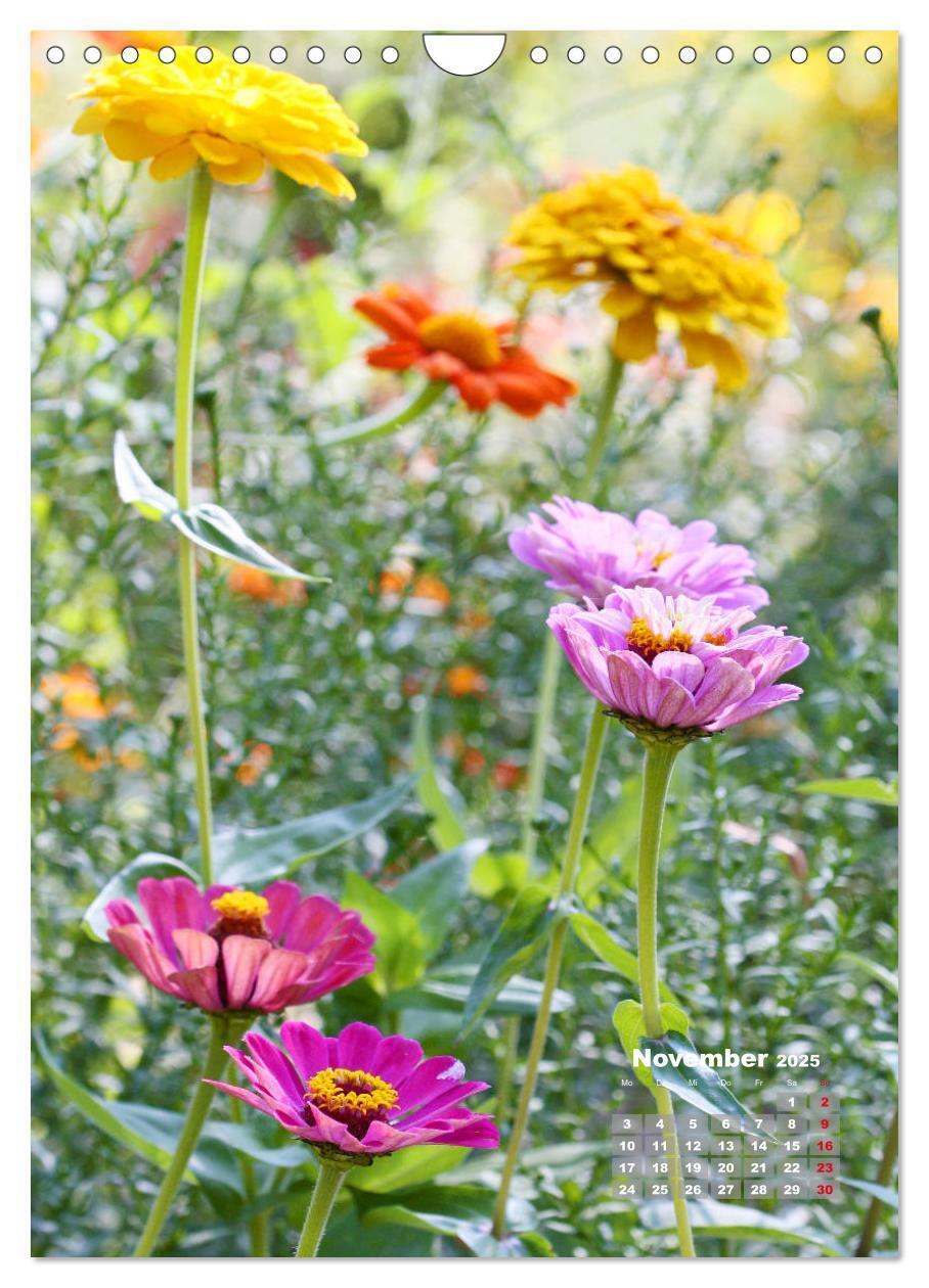 Bild: 9783435981908 | Zinnien im Garten (Wandkalender 2025 DIN A4 hoch), CALVENDO...