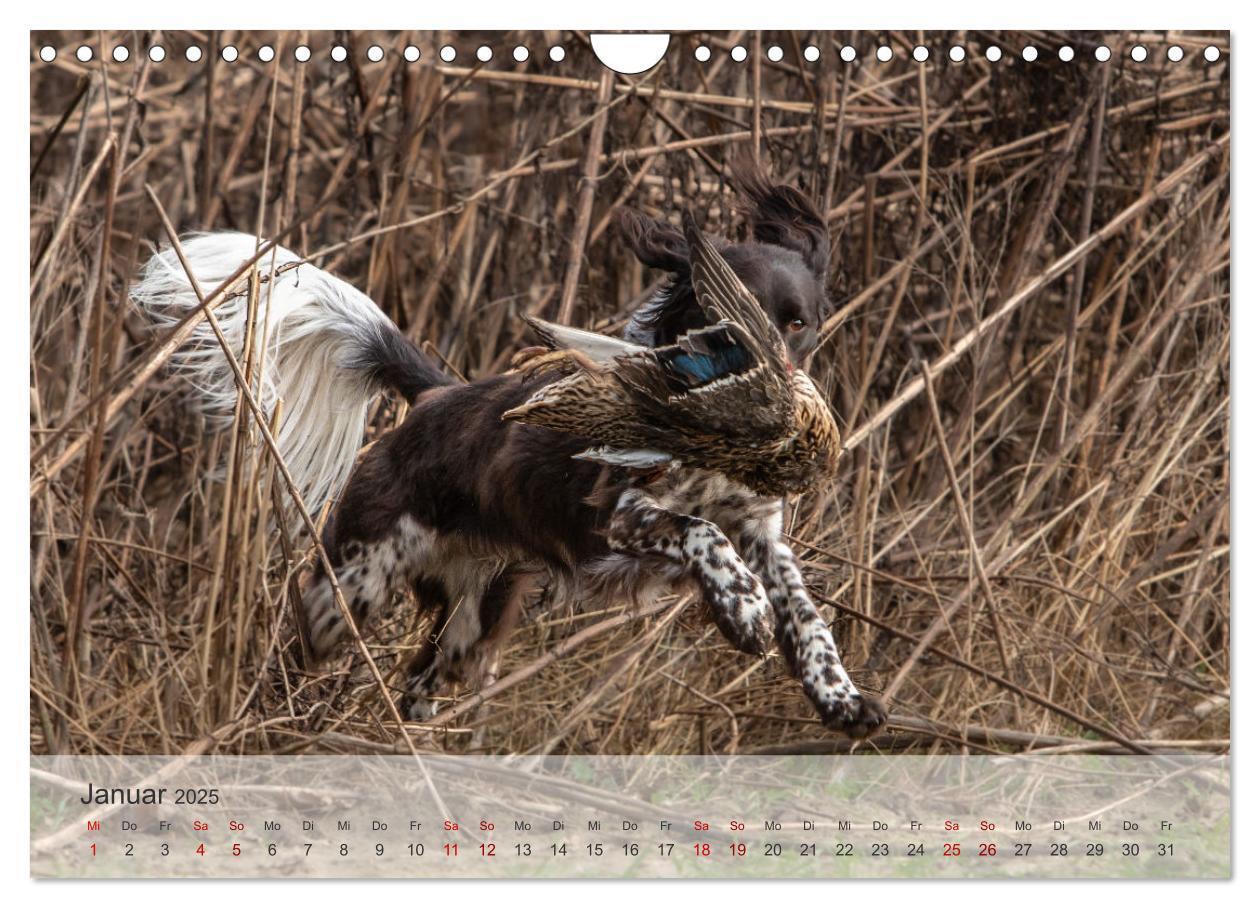 Bild: 9783457155868 | Treue Jagdgefährten Der kleine Münsterländer (Wandkalender 2025 DIN...