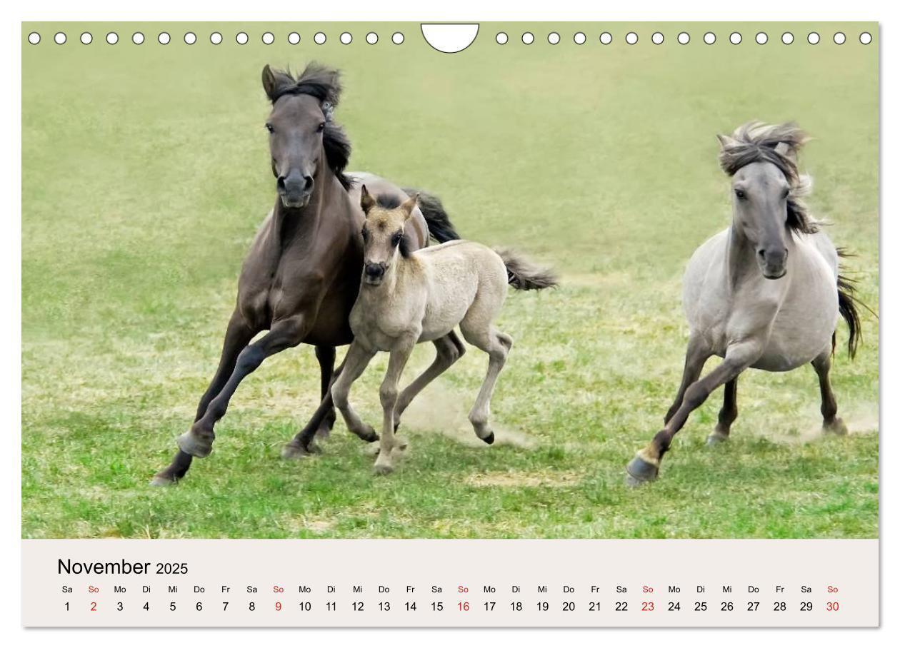 Bild: 9783435824762 | Dülmener Wildpferde (Wandkalender 2025 DIN A4 quer), CALVENDO...