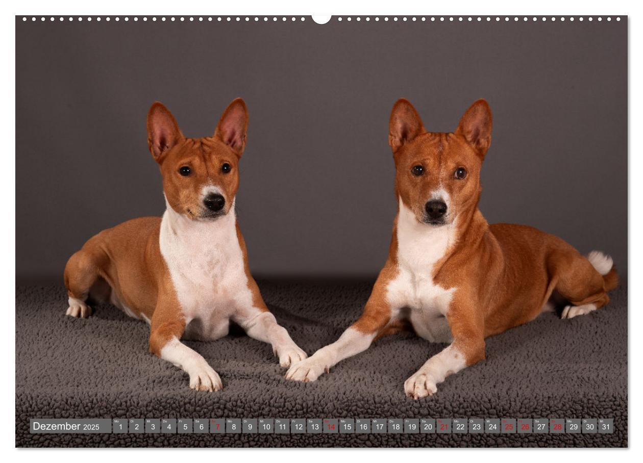 Bild: 9783457196021 | Der Basenji (hochwertiger Premium Wandkalender 2025 DIN A2 quer),...