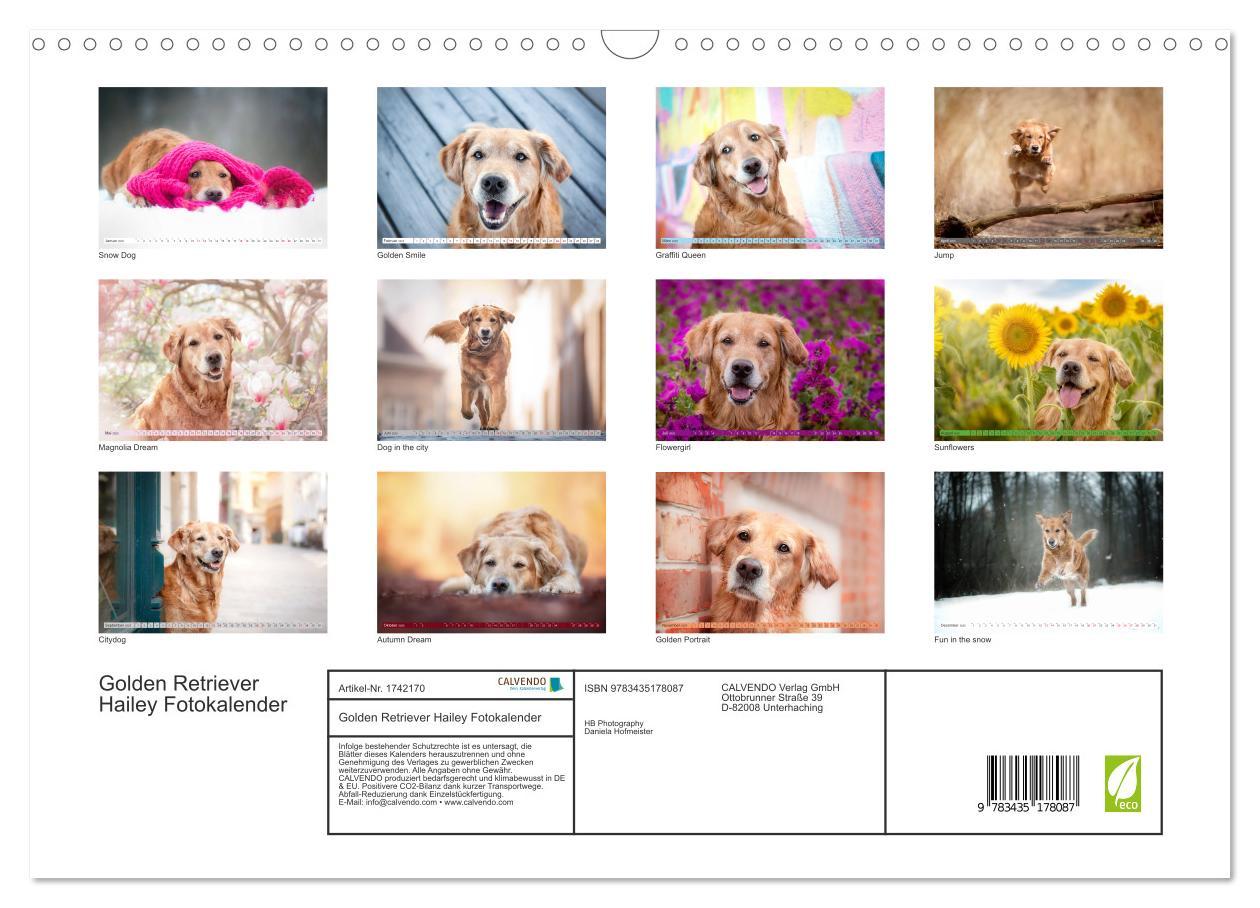 Bild: 9783435178087 | Golden Retriever Hailey Fotokalender (Wandkalender 2025 DIN A3...