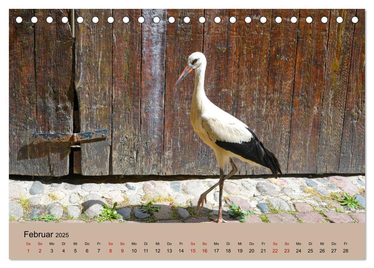 Bild: 9783435019038 | Der Storchenkalender (Tischkalender 2025 DIN A5 quer), CALVENDO...