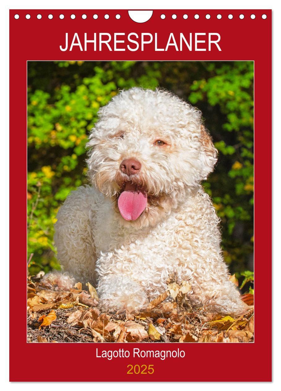 Cover: 9783435959495 | Jahresplaner Lagotto Romagnolo (Wandkalender 2025 DIN A4 hoch),...