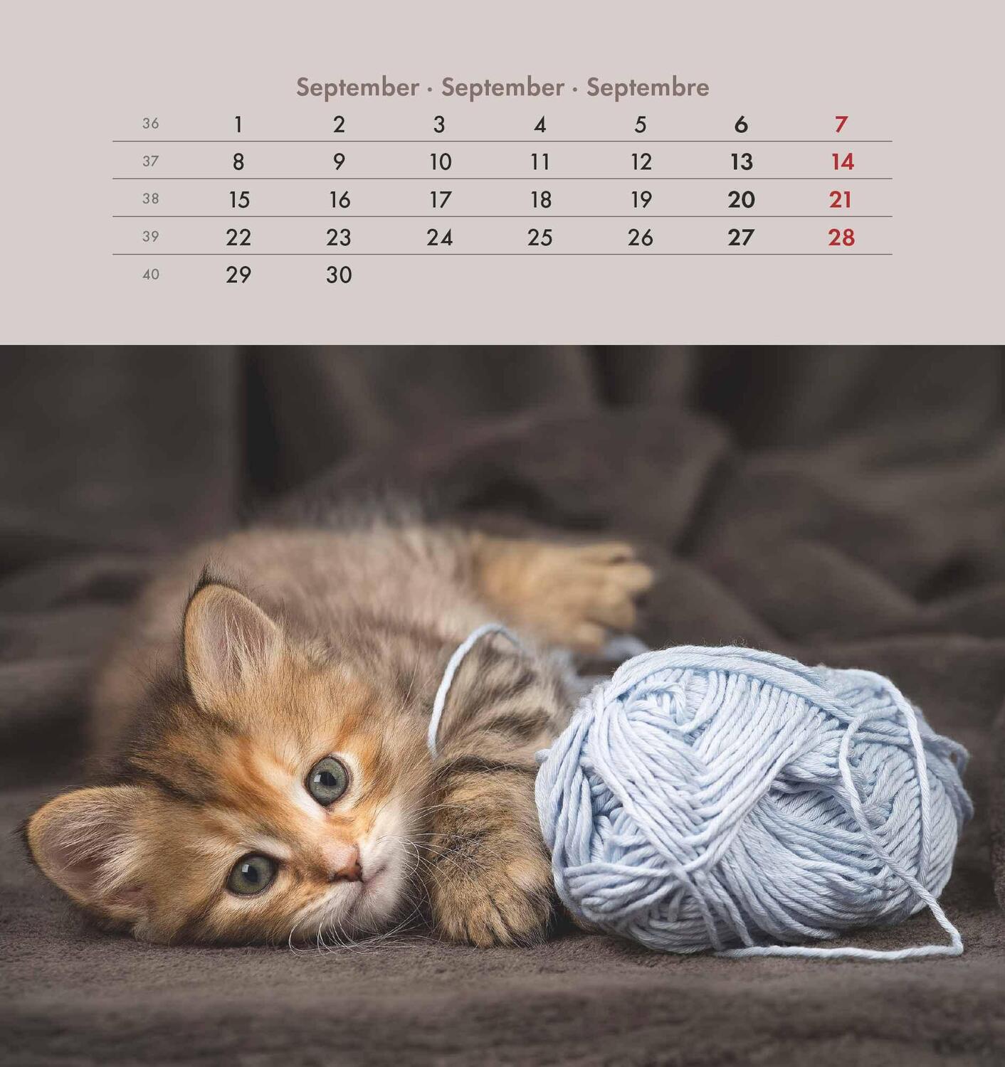 Bild: 4251732342296 | Schmusekatzen 2025 - Postkartenkalender 16x17 cm - Katzen - zum...