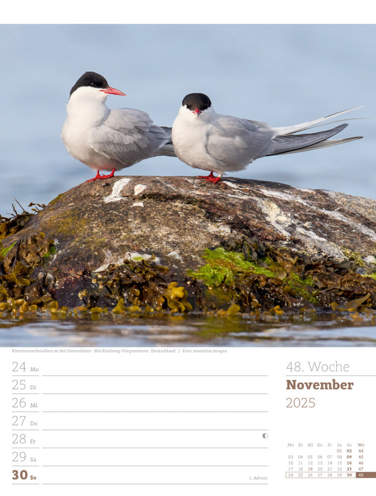 Bild: 9783838435039 | Am Meer - Wochenplaner Kalender 2025 | Ackermann Kunstverlag | 56 S.