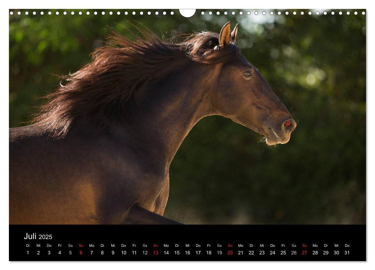 Bild: 9783435637904 | Spaniens stolze Pferde (Wandkalender 2025 DIN A3 quer), CALVENDO...