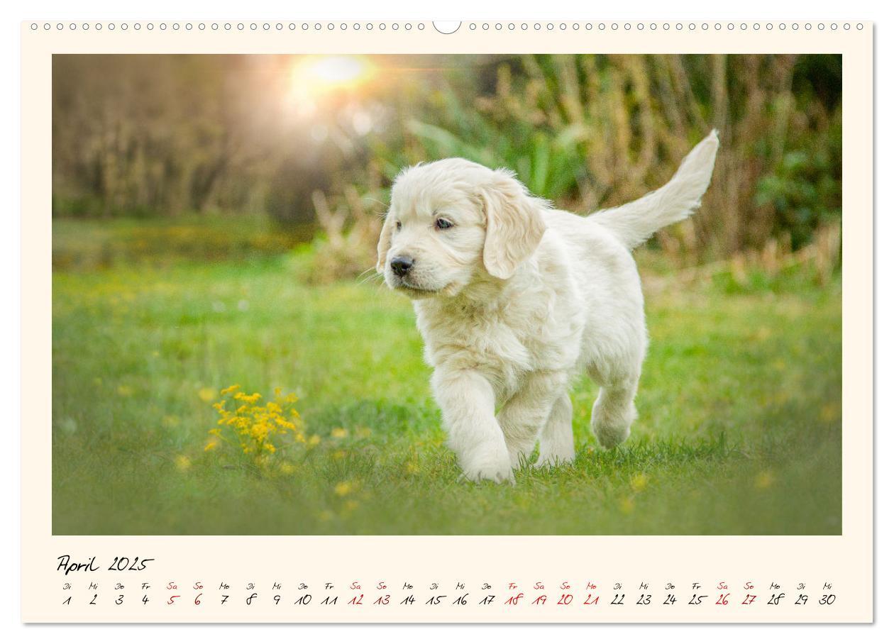 Bild: 9783383828355 | Golden Retriever... Herzenshunde (Wandkalender 2025 DIN A2 quer),...