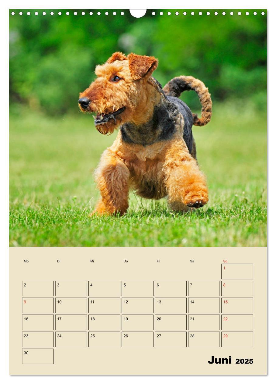 Bild: 9783435960361 | Airedale Terrier - Temperament auf 4 Pfoten (Wandkalender 2025 DIN...