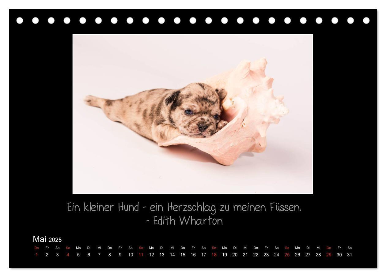 Bild: 9783435702619 | Möpse 2025 (Tischkalender 2025 DIN A5 quer), CALVENDO Monatskalender