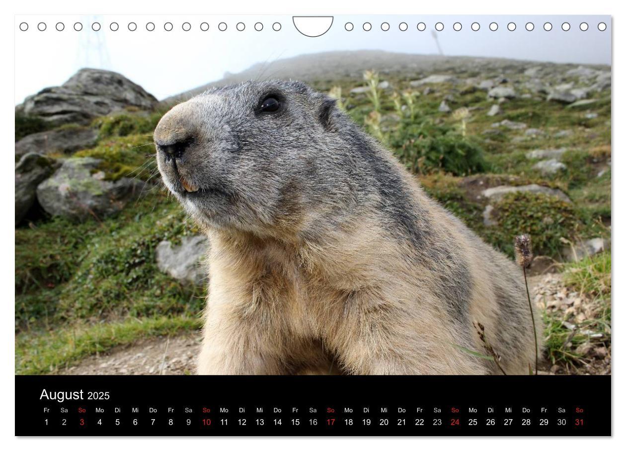 Bild: 9783435784622 | Murmeltiere (Wandkalender 2025 DIN A4 quer), CALVENDO Monatskalender