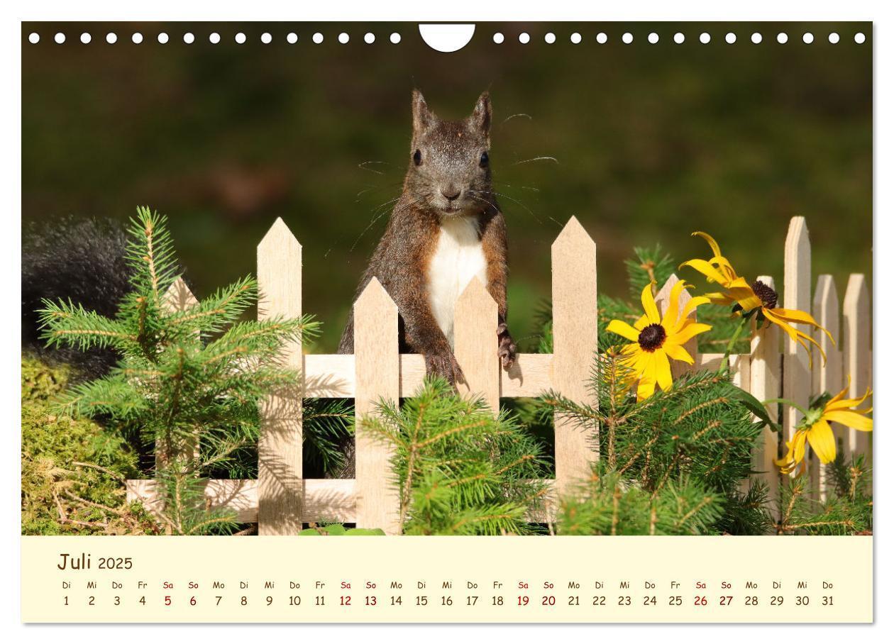 Bild: 9783435063383 | Eichhörnchen - zauberhaft verspielt (Wandkalender 2025 DIN A4...