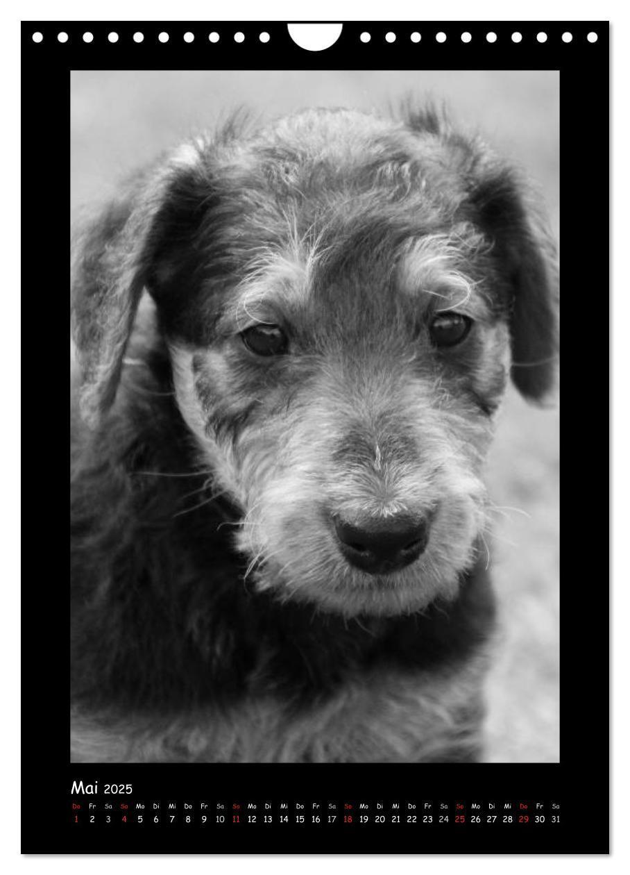 Bild: 9783457051344 | Der Airedale: Portraits eines "Dickkopfes" (Wandkalender 2025 DIN...