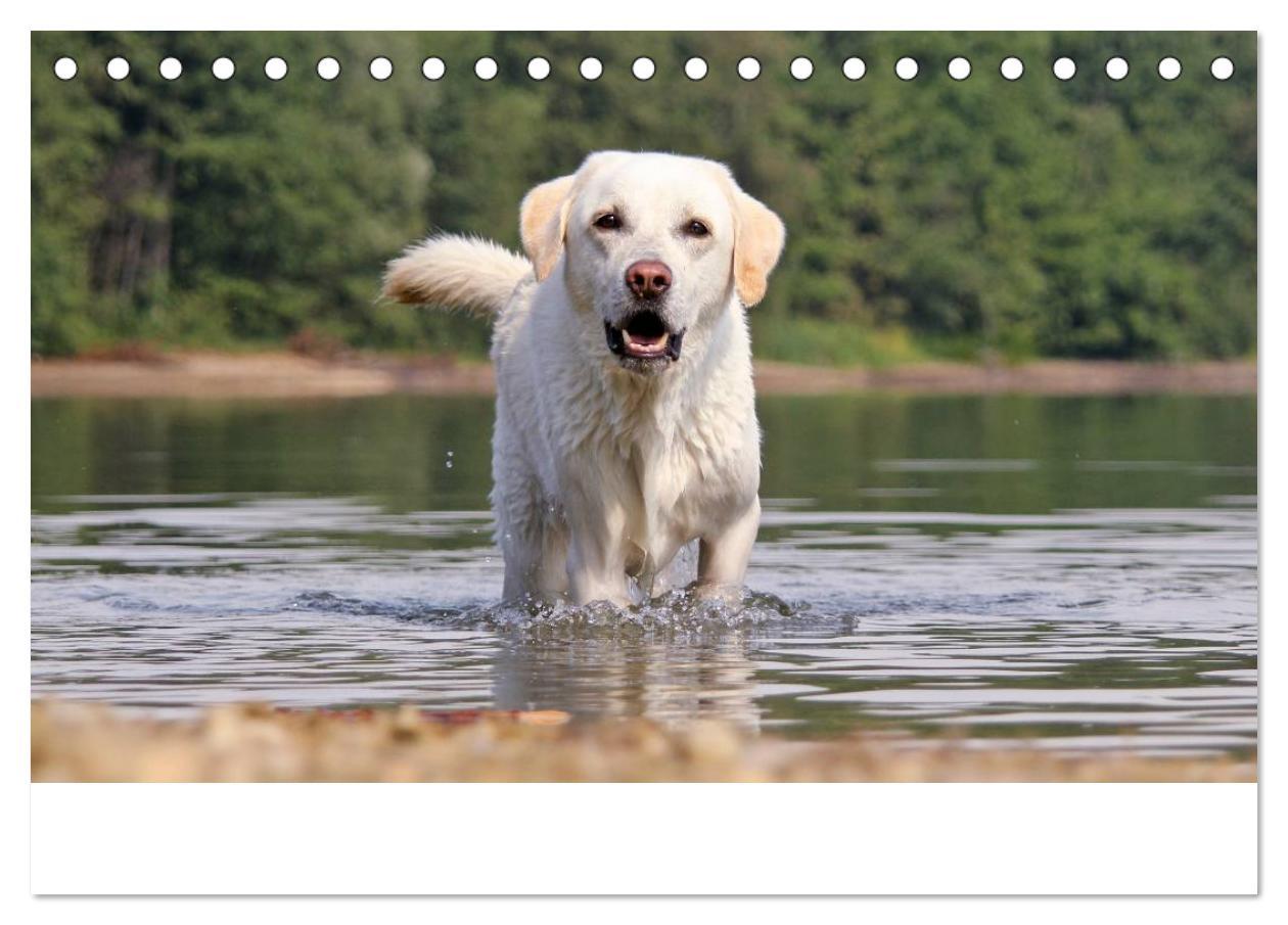 Bild: 9783435754830 | Labrador Retriever 2025 (Tischkalender 2025 DIN A5 quer), CALVENDO...