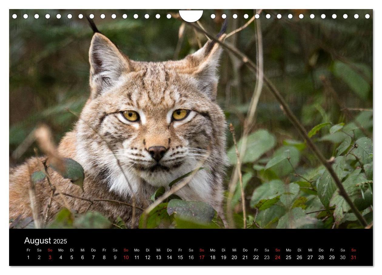 Bild: 9783435606146 | Luchse - Europas größte Katzen (Wandkalender 2025 DIN A4 quer),...