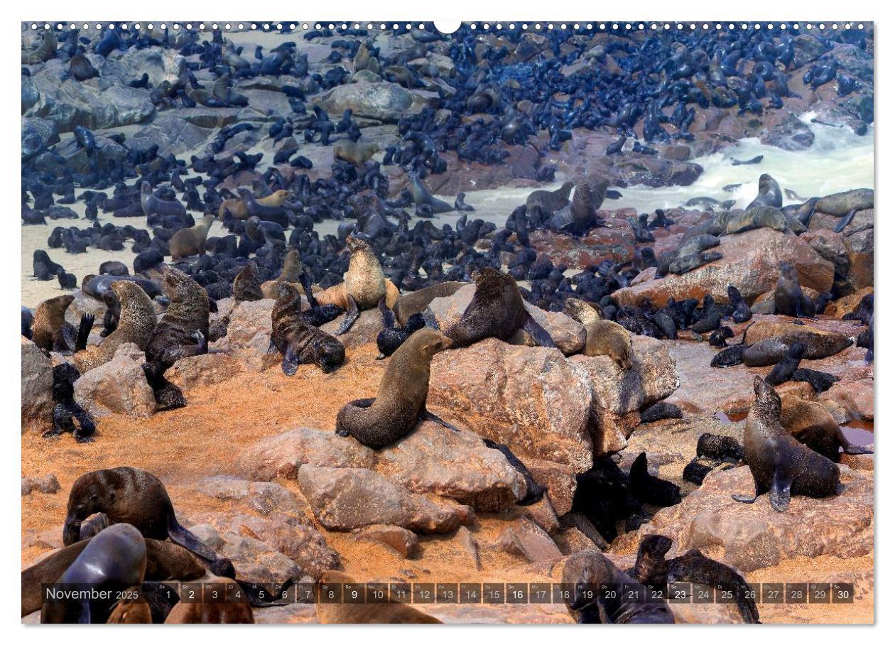 Bild: 9783435715558 | Namibia - Die Tierwelt (Wandkalender 2025 DIN A2 quer), CALVENDO...