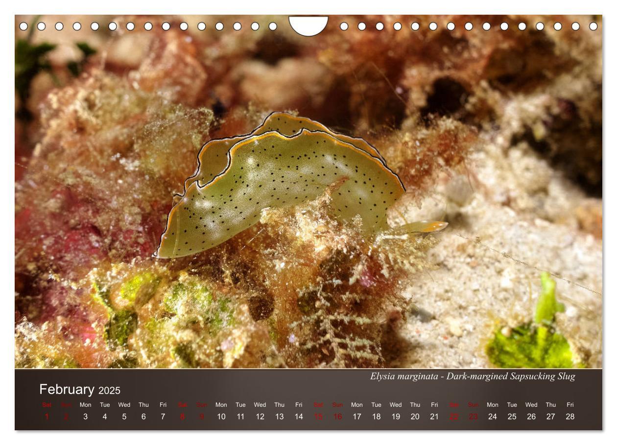 Bild: 9781325940516 | Nudibranchs on the ocean floor (Wall Calendar 2025 DIN A4...