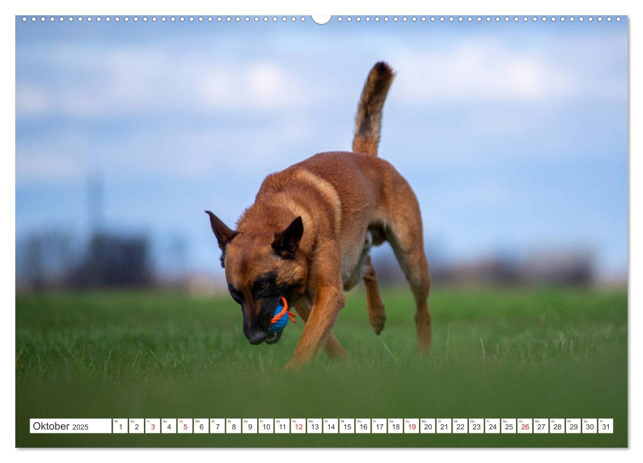 Bild: 9783435144808 | Malinois - belgischer Schäferhund (Wandkalender 2025 DIN A2 quer),...