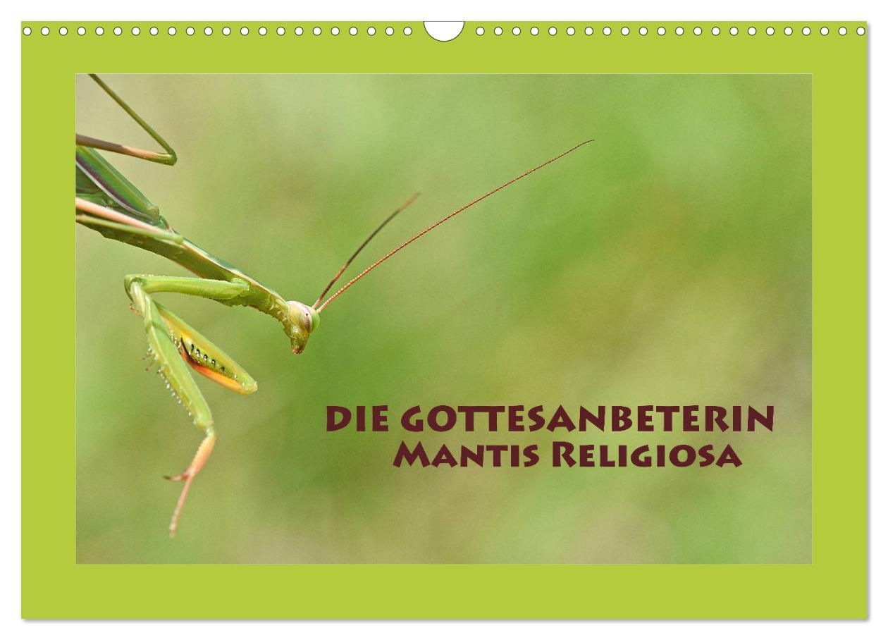 Cover: 9783435150380 | Die Gottesanbeterin Mantis Religiosa (Wandkalender 2025 DIN A3...