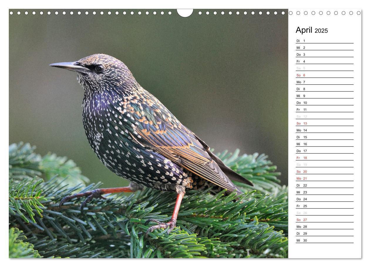 Bild: 9783435544547 | Unsere heimischen Gartenvögel (Wandkalender 2025 DIN A3 quer),...