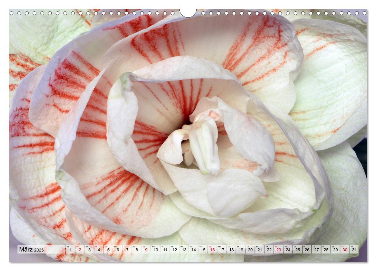 Bild: 9783435382514 | Amaryllis-Blüten (Wandkalender 2025 DIN A3 quer), CALVENDO...