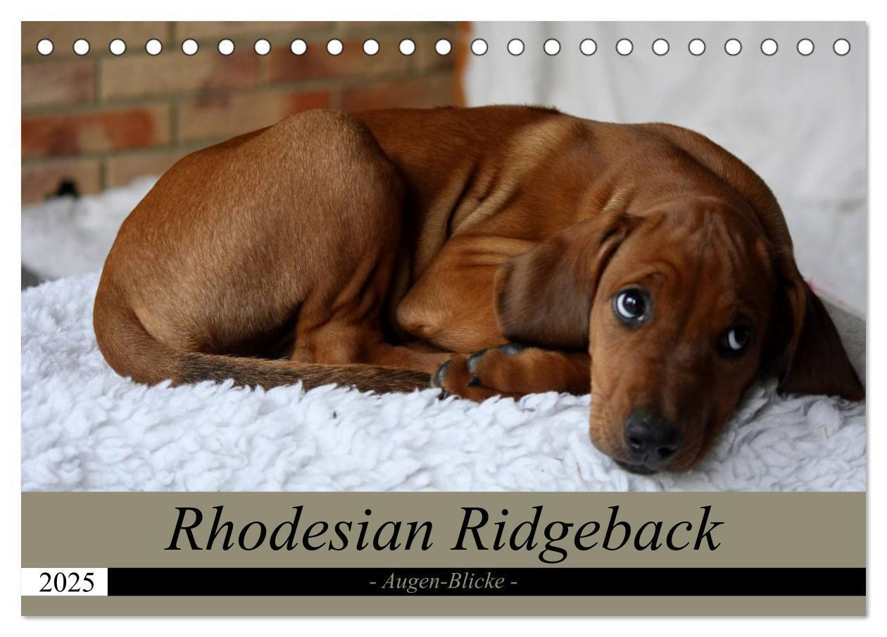 Cover: 9783435261123 | Rhodesian Ridgeback Augen-Blicke (Tischkalender 2025 DIN A5 quer),...