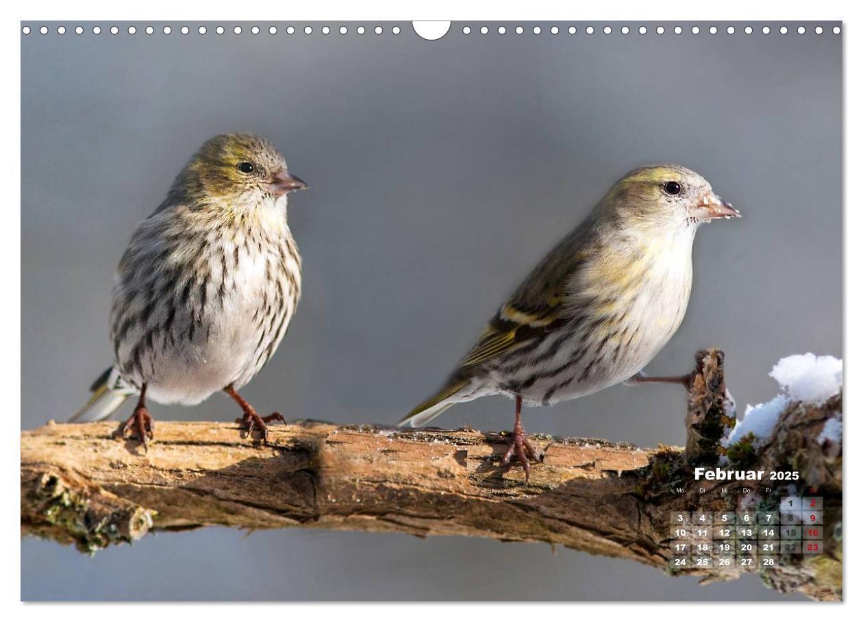 Bild: 9783435728817 | NATUR PUR - Singvögel ganz nah (Wandkalender 2025 DIN A3 quer),...