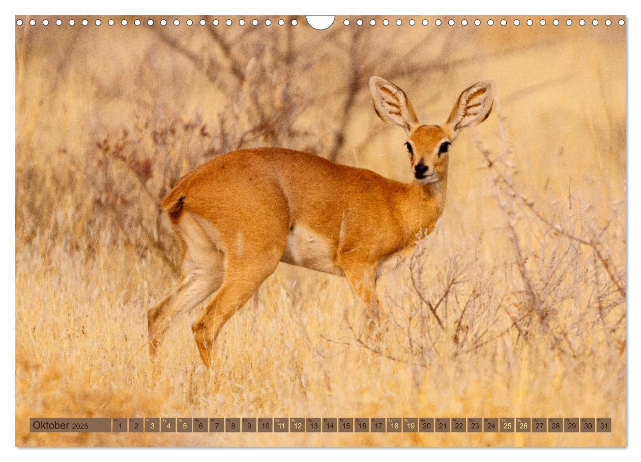 Bild: 9783383861574 | Wildlife Namibia - Etosha und Kalahari (Wandkalender 2025 DIN A3...