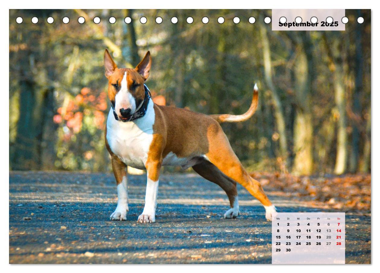 Bild: 9783383946813 | Bullterrier. Freudiges Wesen und Charakter (Tischkalender 2025 DIN...