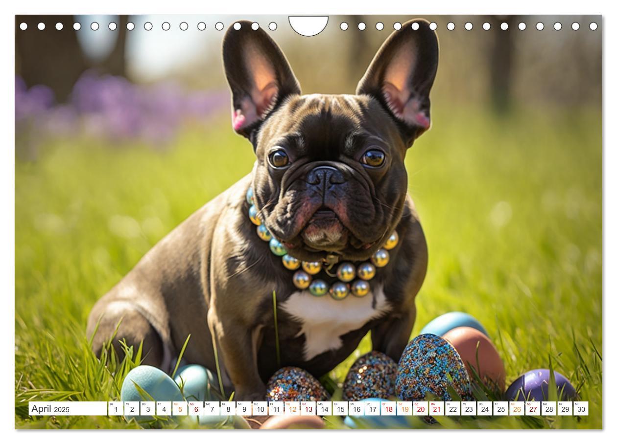 Bild: 9783383869181 | Französische Bulldoggen (Wandkalender 2025 DIN A4 quer), CALVENDO...