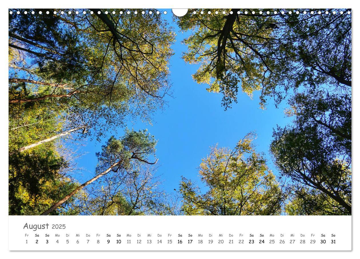 Bild: 9783435269891 | Wald - bezaubernde Wälder (Wandkalender 2025 DIN A3 quer), CALVENDO...