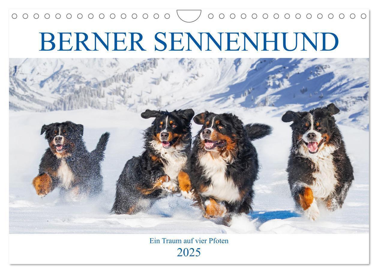 Cover: 9783435050321 | Berner Sennenhund - Ein Traum auf vier Pfoten (Wandkalender 2025...