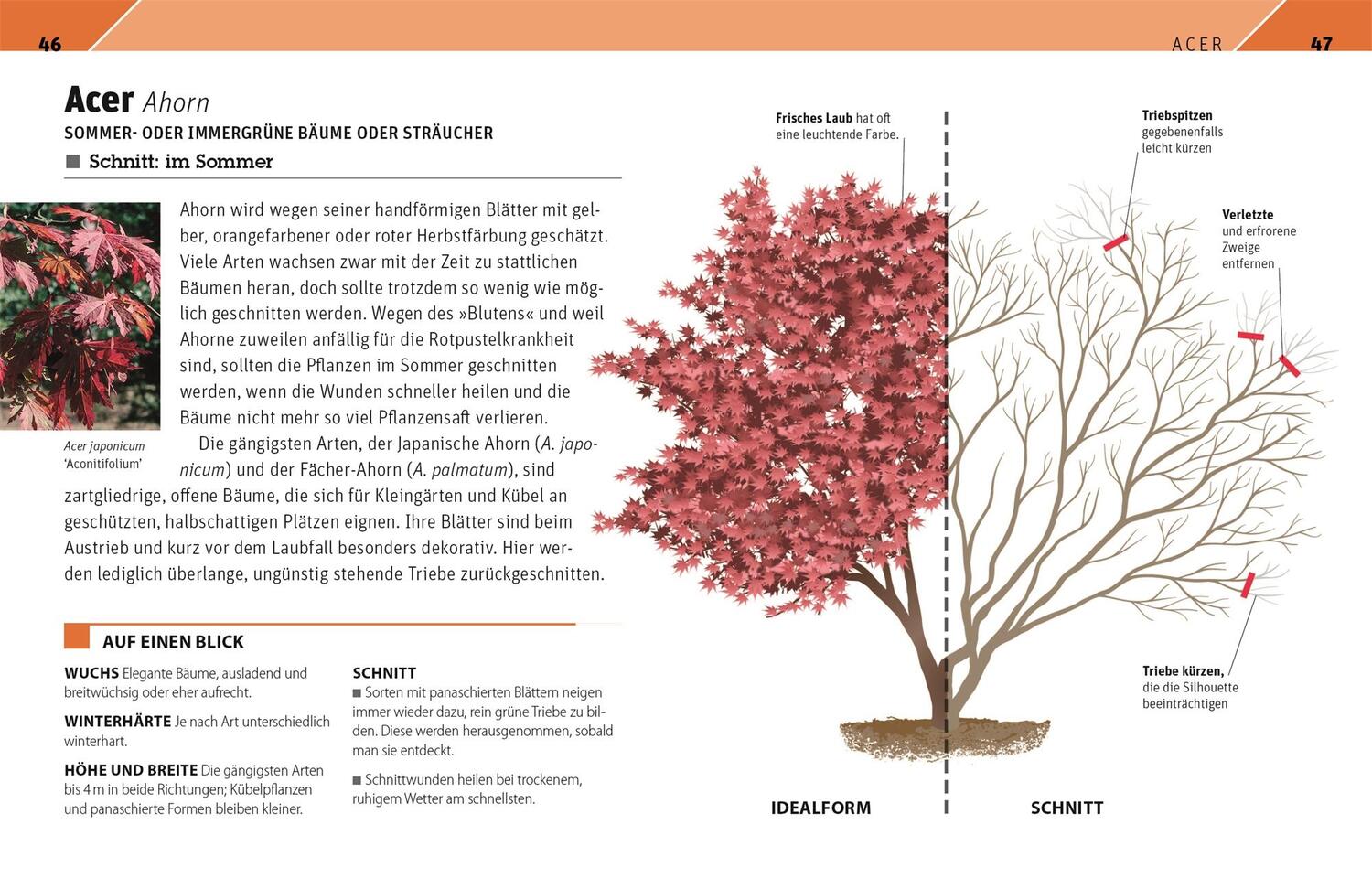 Bild: 9783831042647 | Gartenwissen Pflanzenschnitt | Andrew Mikolajski | Taschenbuch | 2021