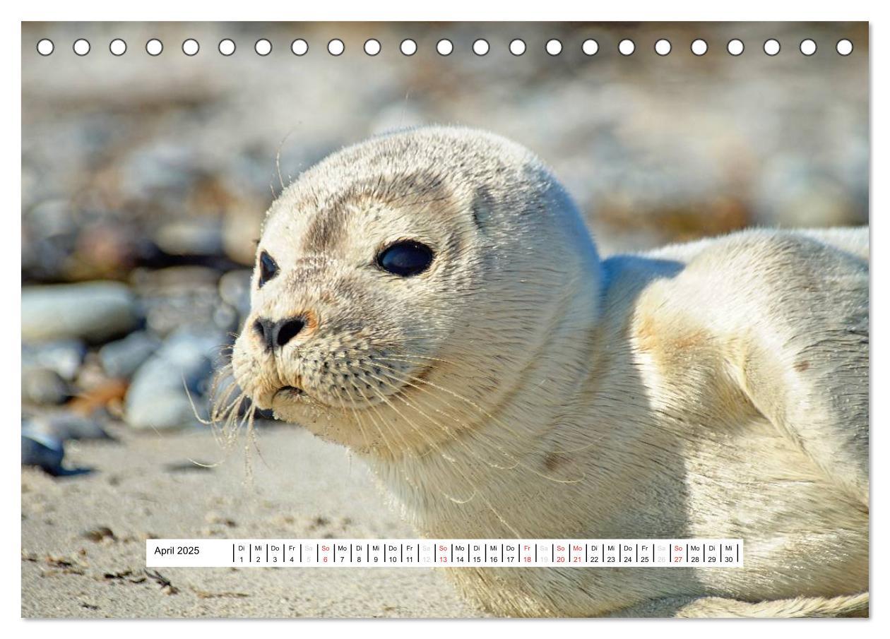 Bild: 9783435472857 | Hochsee-Insel Helgoland (Tischkalender 2025 DIN A5 quer), CALVENDO...