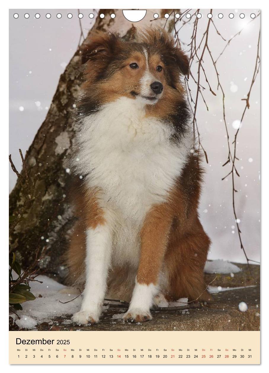 Bild: 9783457041130 | Mit Shelties durchs Jahr (Wandkalender 2025 DIN A4 hoch), CALVENDO...