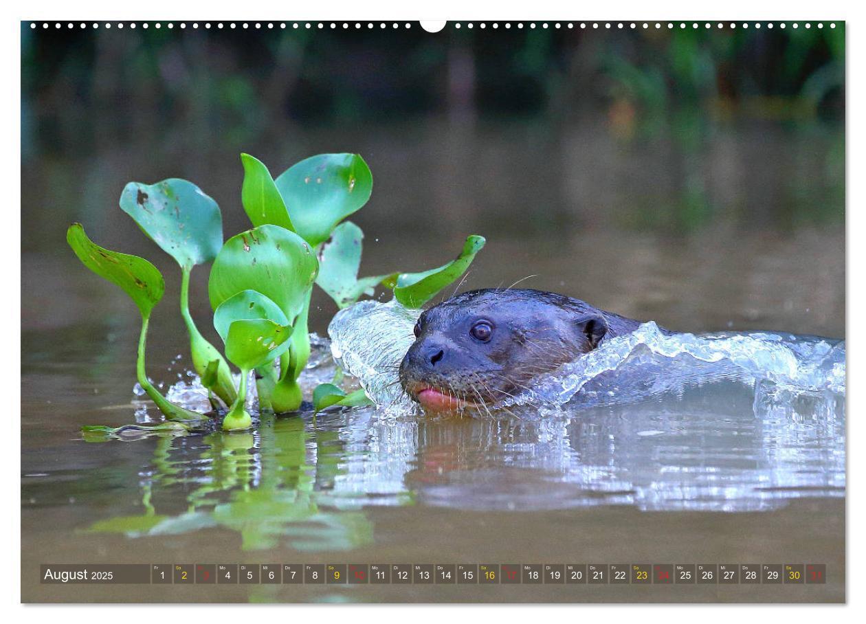 Bild: 9783435262595 | Riesenotter - Flusswölfe im Pantanal (Wandkalender 2025 DIN A2...