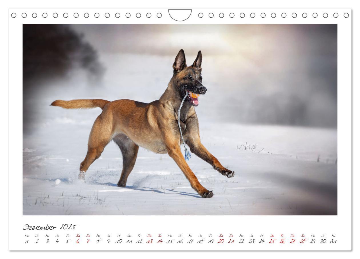 Bild: 9783383798429 | Mit dem Malinois durch das Jahr (Wandkalender 2025 DIN A4 quer),...