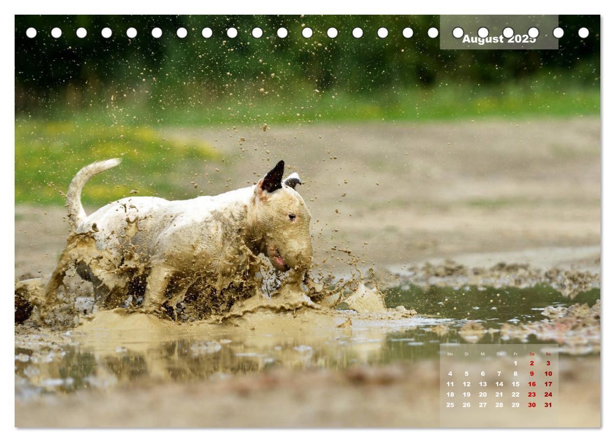 Bild: 9783435340330 | Bullterrier 2025 Frech und fröhlich durch das Jahr (Tischkalender...